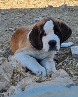 Cuccioli San bernardo
