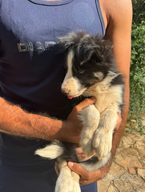 Border collie