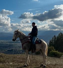 Cavallo