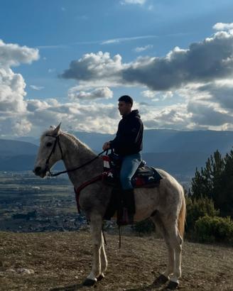 Cavallo