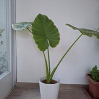 Alocasia