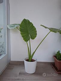 Alocasia