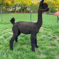 Top alpaca per agriturismi