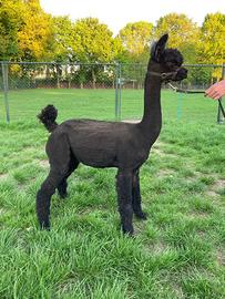 Top alpaca per agriturismi