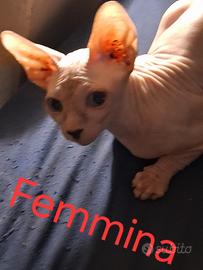 Vendita gatti sphynx