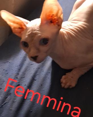 Vendita gatti sphynx