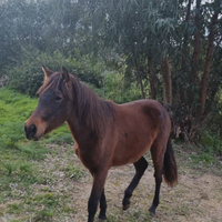 Puledra spagnola Andalusa