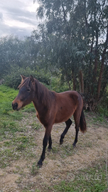 Puledra spagnola Andalusa