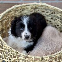 Border collie