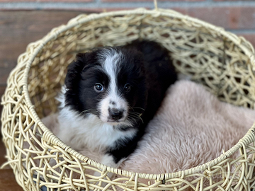 Border collie