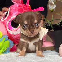 Chihuahua cioccolato