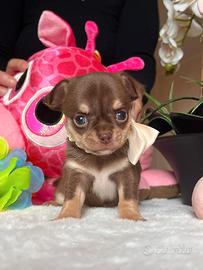 Chihuahua cioccolato