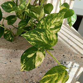 Tralci di pothos