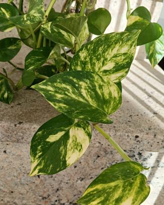 Tralci di pothos