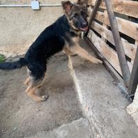 Cucciola di pastore tedesco