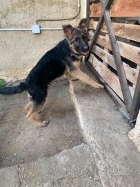 Cucciola di pastore tedesco