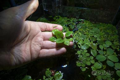 Limnobium Laevigatum