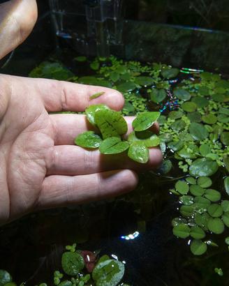 Limnobium Laevigatum