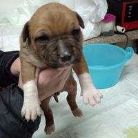 Cuccioli di amstaff