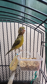 Canarini razza spagnola