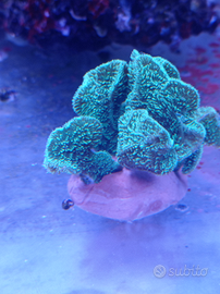 Coralli lps pavona/euphyllia