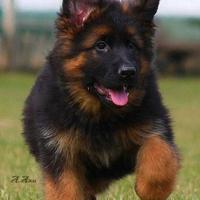 Cuccioli di Pastore Tedesco a Pelo Corto e Lungo