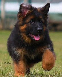 Cuccioli di Pastore Tedesco a Pelo Corto e Lungo