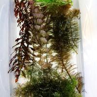 piante acquario myriophillum, cabomba, Ludwigia