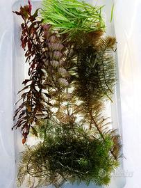 piante acquario myriophillum, cabomba, Ludwigia