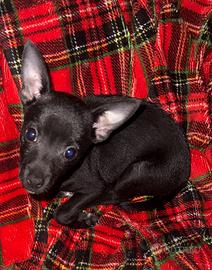 Pinscher mini Toy