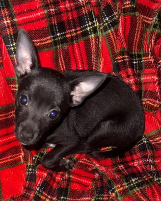 Pinscher mini Toy