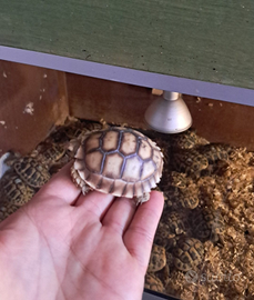 Tartaruga Geochelone Sulcata