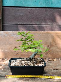 Bonsai di olmo