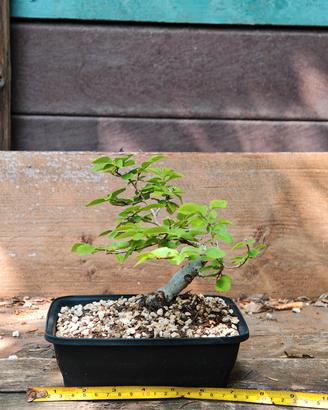 Bonsai di olmo