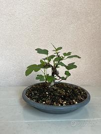 Prebonsai di fico
