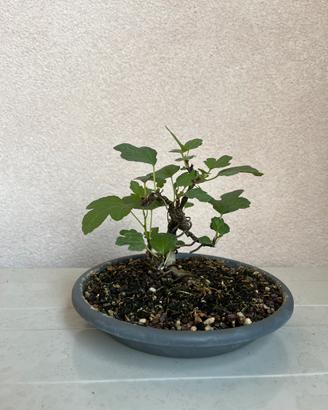 Prebonsai di fico