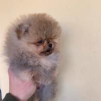 Volpino di Pomerania / Spitz Tedesco Nano