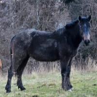 Puledra 2 anni grigia