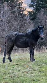 Puledra 2 anni grigia