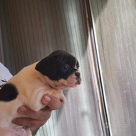 Cuccioli di Bulldog Francese