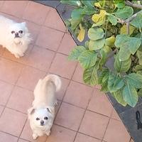 Chihuahua a pelo lungo dolcissimi e affettuosi