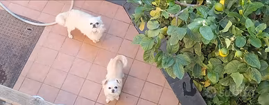 Chihuahua a pelo lungo dolcissimi e affettuosi