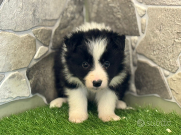 Border collie
