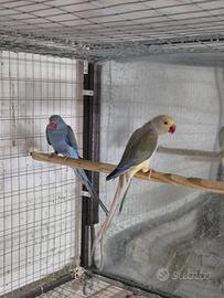 Parrocchetto dal collare