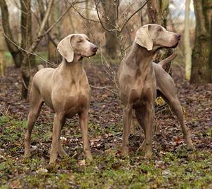 Weimaraner(bracco di weimar)