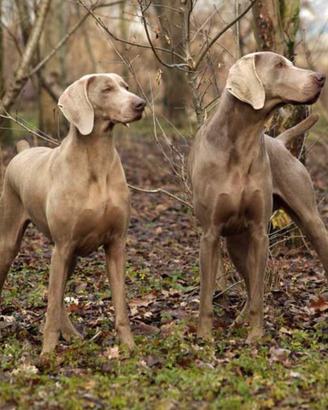 Weimaraner(bracco di weimar)