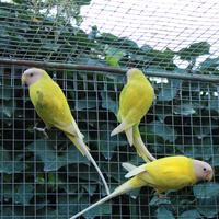 Parrocchetti testa di prugna e Himalaya