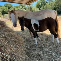 Puledra pezzata futura taglia 140