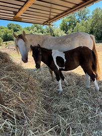 Puledra pezzata futura taglia 140