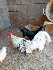 Gallo ciamani